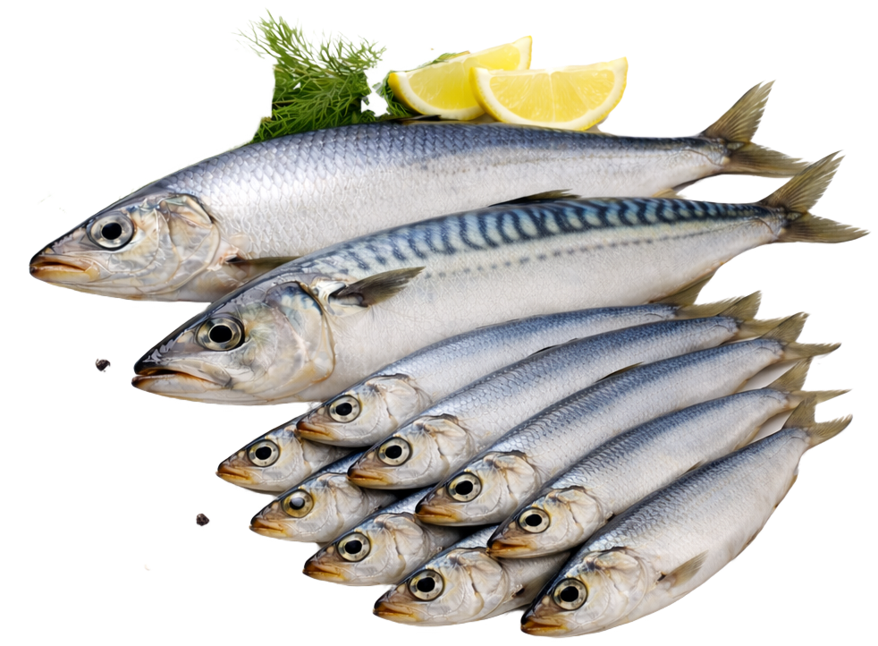 Слабосолона риба